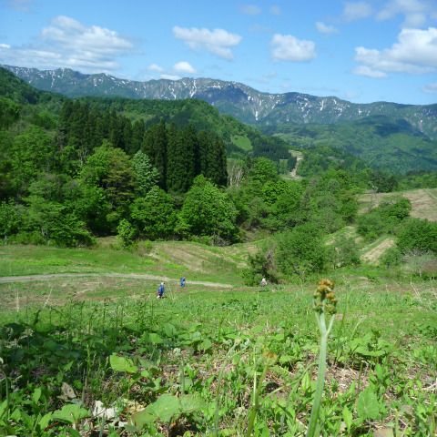 山菜採り体験（朝日地区）／大平高原わらび園