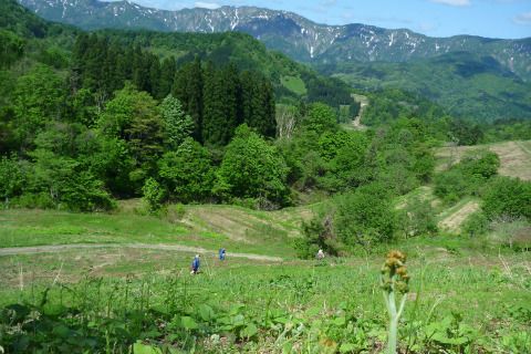 山菜採り体験（朝日地区）／大平高原わらび園