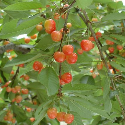 観光果樹園・果物収穫体験【鶴岡市櫛引地域】