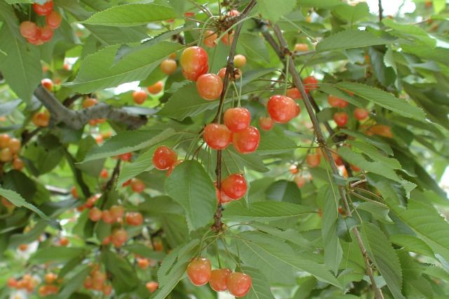 観光果樹園・果物収穫体験【鶴岡市櫛引地域】