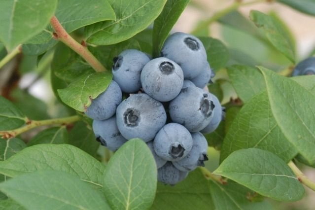 ブルーベリージャム作り体験