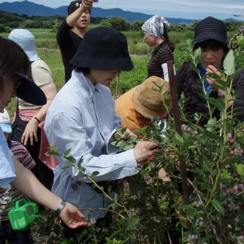 ブルーベリー収穫体験／鈴木農園