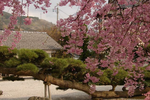 桜と念珠の松