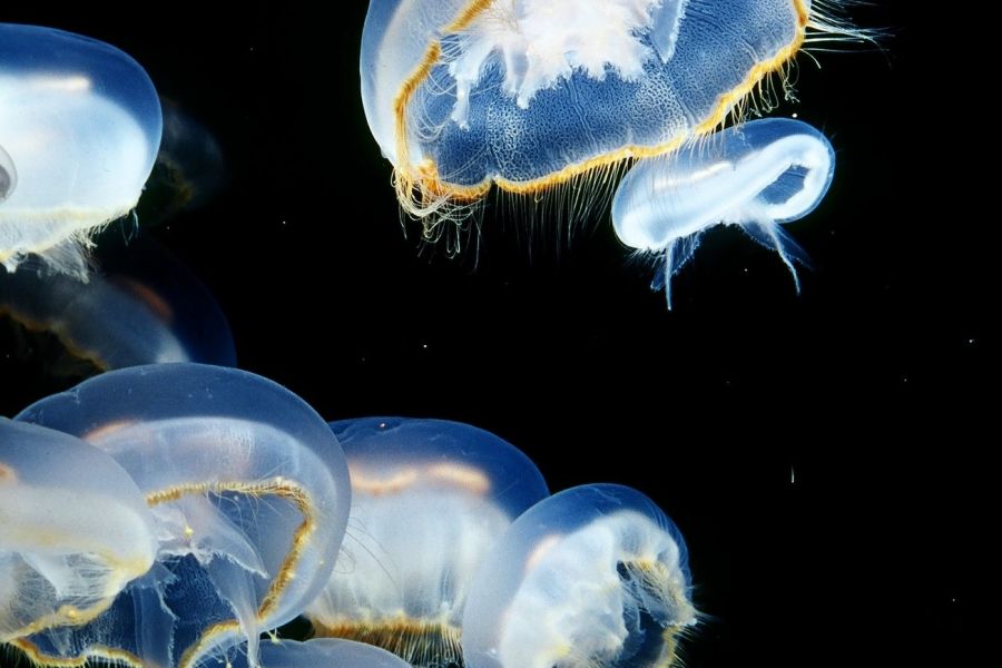 クラゲ展示種類数で世界一を誇る加茂水族館 観光スポット やまがた庄内観光サイト 山形県庄内エリアの観光 旅行情報