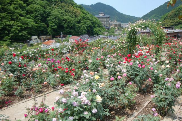 あつみ温泉ばら園 観光スポット やまがた庄内観光サイト 山形県庄内エリアの観光 旅行情報