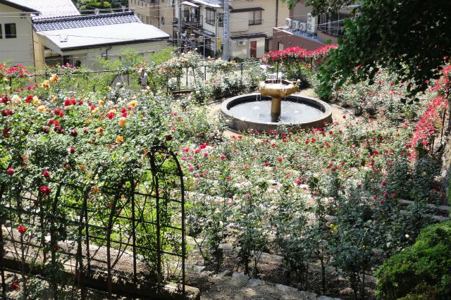 あつみ温泉ばら園 観光スポット やまがた庄内観光サイト 山形県庄内エリアの観光 旅行情報