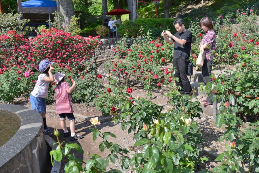 あつみ温泉ばら園 観光スポット やまがた庄内観光サイト 山形県庄内エリアの観光 旅行情報