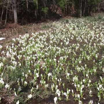 熊野長峰
