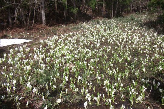 熊野長峰