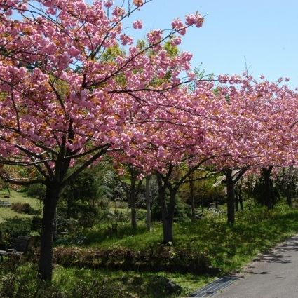 蝦夷館公園（八重桜）