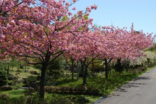 蝦夷館公園 八重桜 観光スポット やまがた庄内観光サイト 山形県庄内エリアの観光 旅行情報