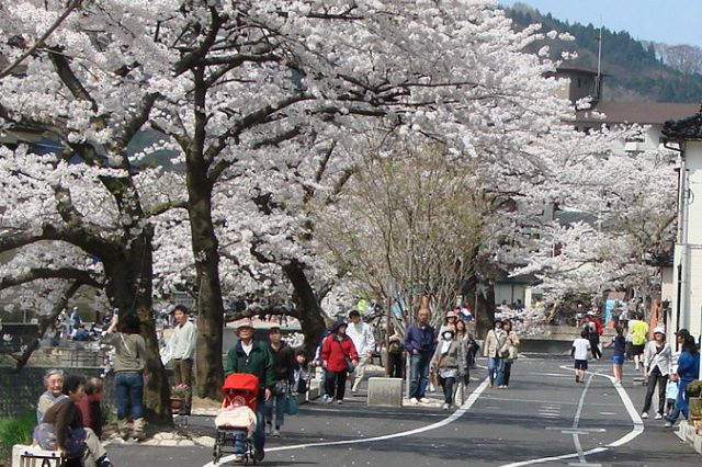 温海川沿いの桜