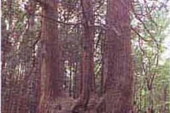 添川の根子杉