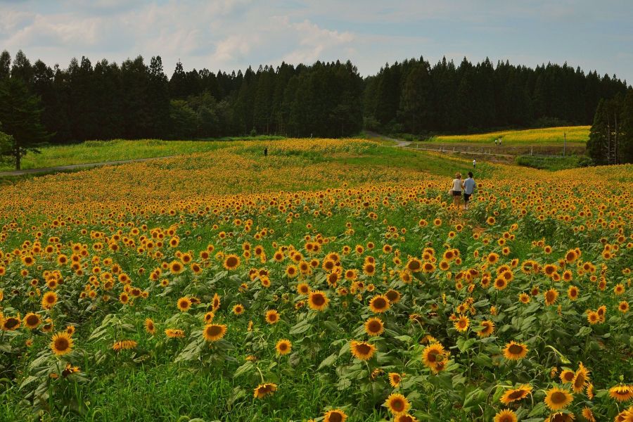 月山高原ひまわり畑 観光スポット やまがた庄内観光サイト 山形県庄内エリアの観光 旅行情報