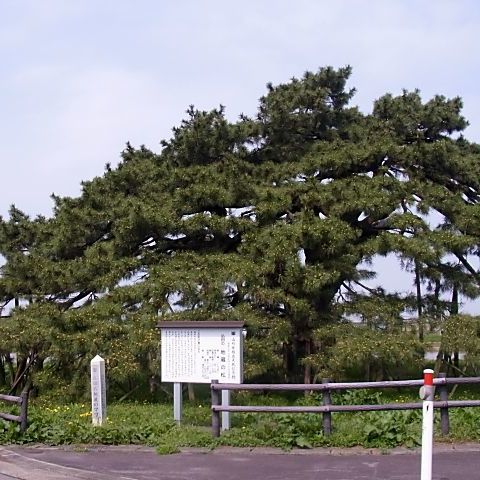 払田の地蔵のマツ（県指定文化財）