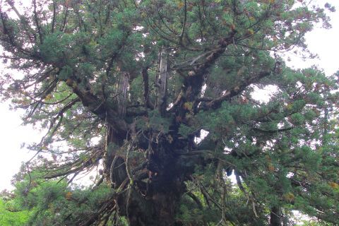皇壇の杉（樹齢1800年）