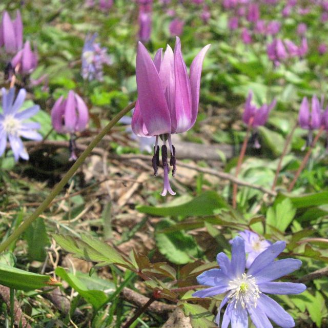 月山あさひ博物村かたくり園