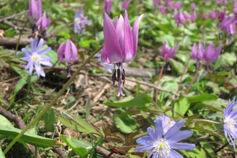 月山あさひ博物村かたくり園