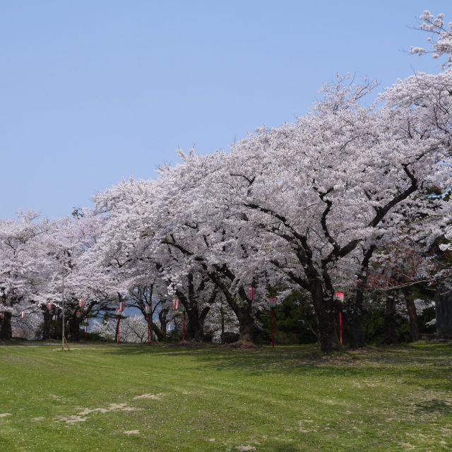 楯山公園桜まつり　2025年4月12日(土)-13日(日)