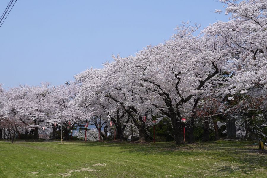 楯山公園桜まつり　2024年4月13日(土)-14日(日)