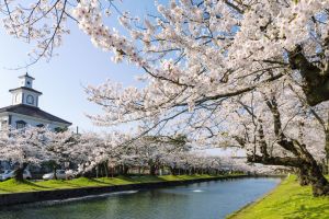 桜まつり