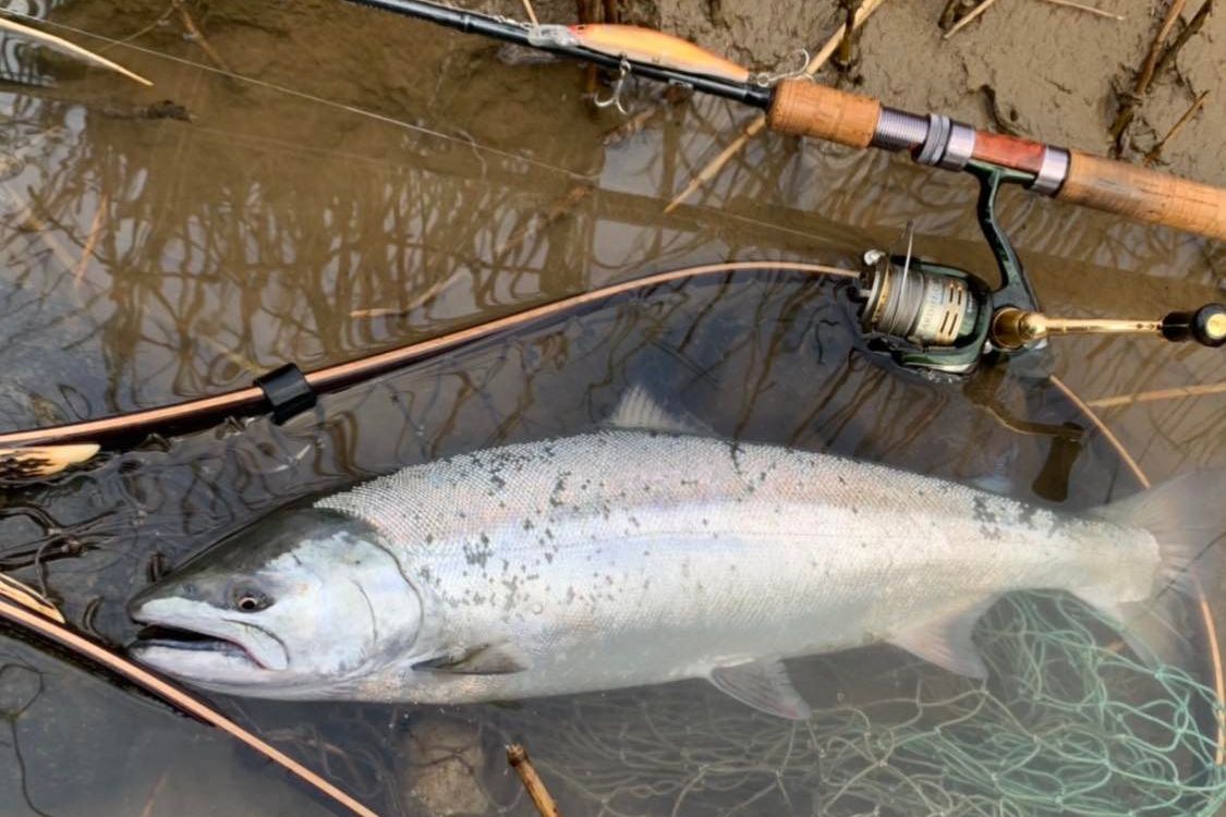 庄内に春の到来を告げる県魚「サクラマス」