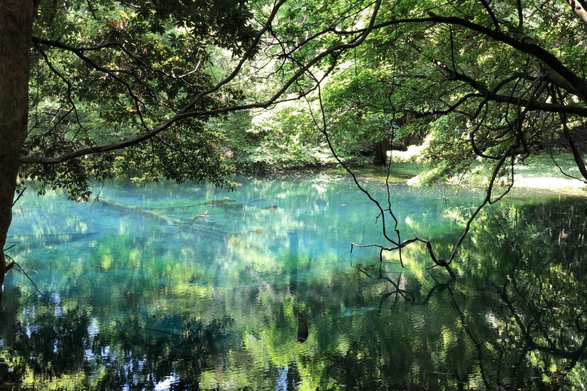 【遊佐町】神秘の泉に魅せられる！庄内屈指の映えスポット・丸池様