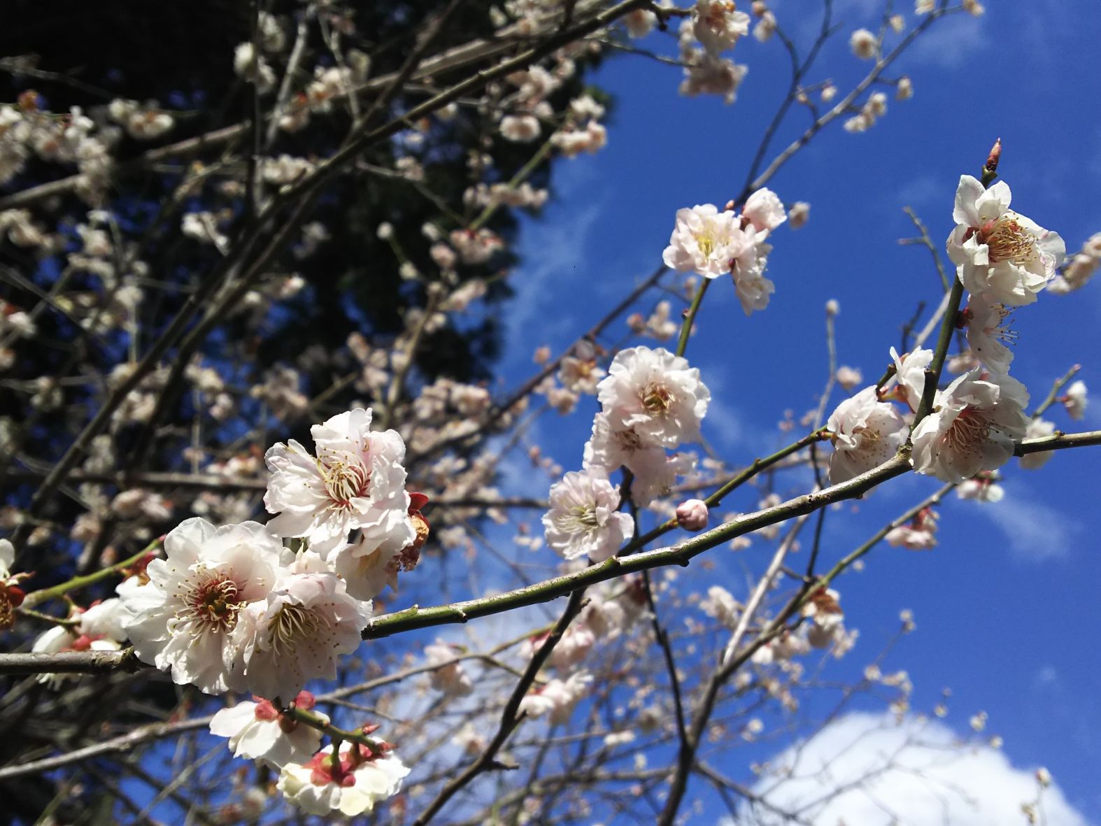 湯田川温泉 梅林公園 「梅まつり」 2026.3.28-29