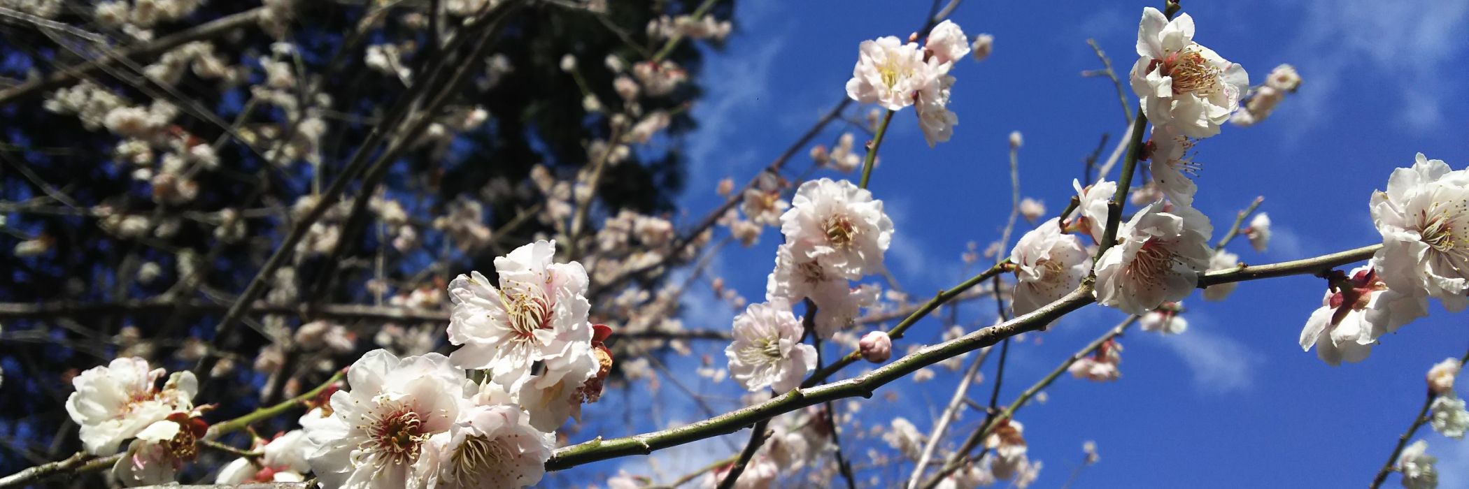 湯田川温泉 梅林公園 「梅まつり」 2026.3.28-29