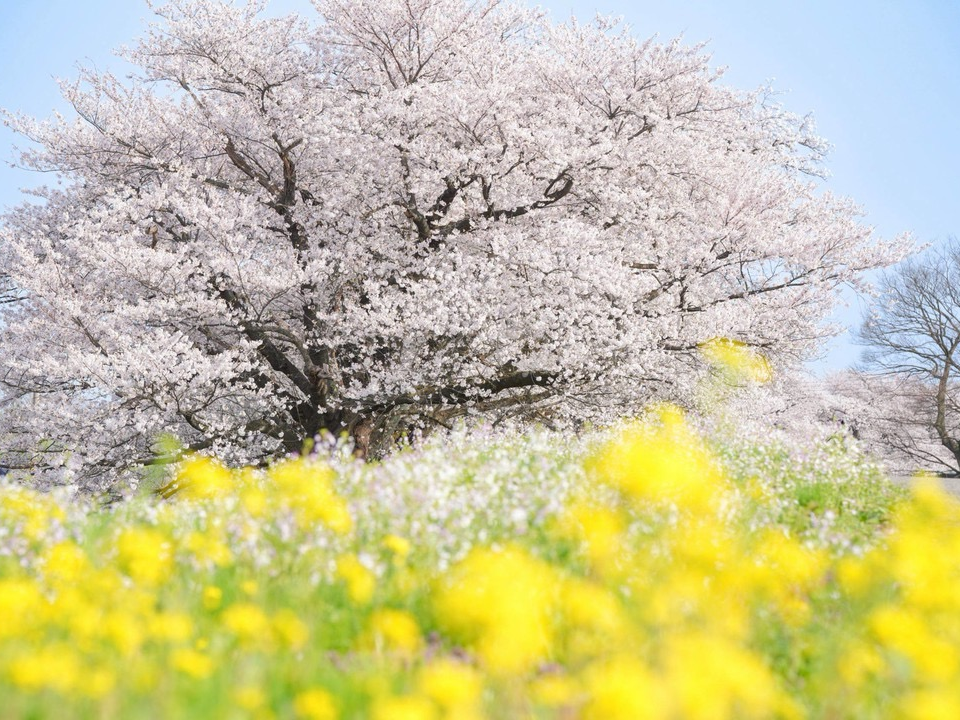 庄内のお花見スポット 開花予想 酒田(4/1) 鶴岡(4/2)
