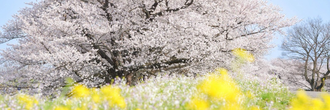 庄内のお花見スポット 開花予想 酒田(4/1) 鶴岡(4/2)