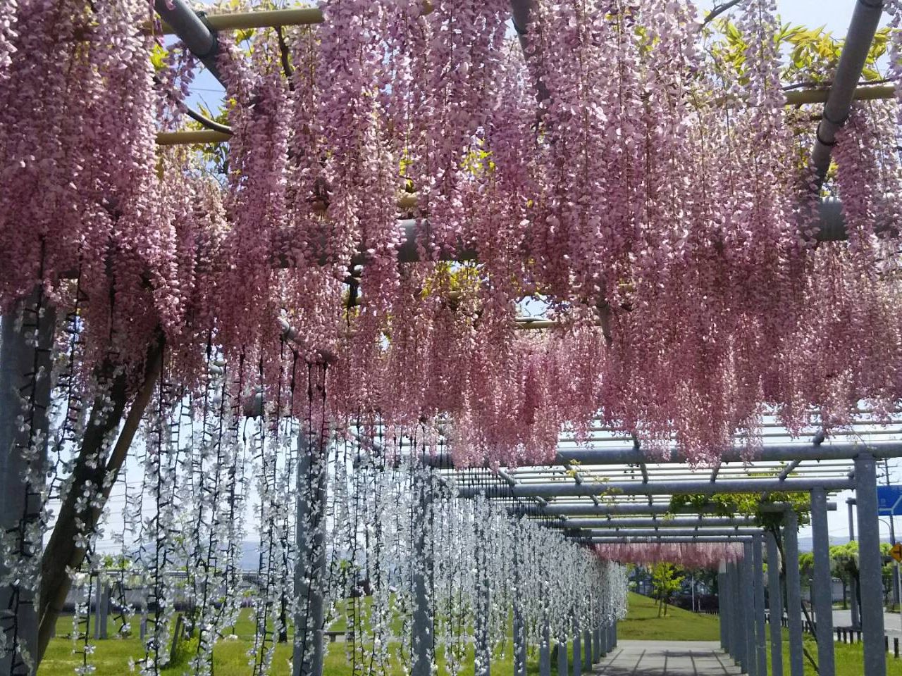 ふじの花まつり 5/9-10