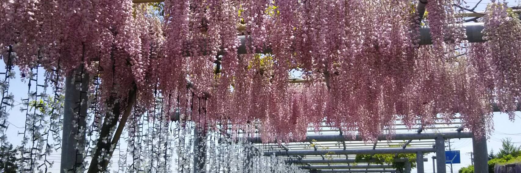 ふじの花まつり 5/9-10