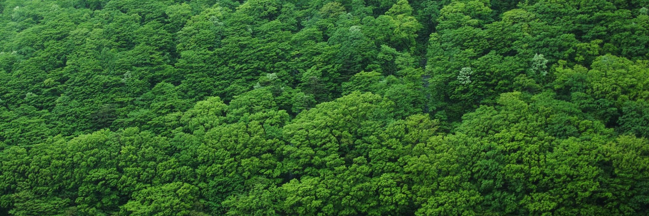 夏の最上川舟下り