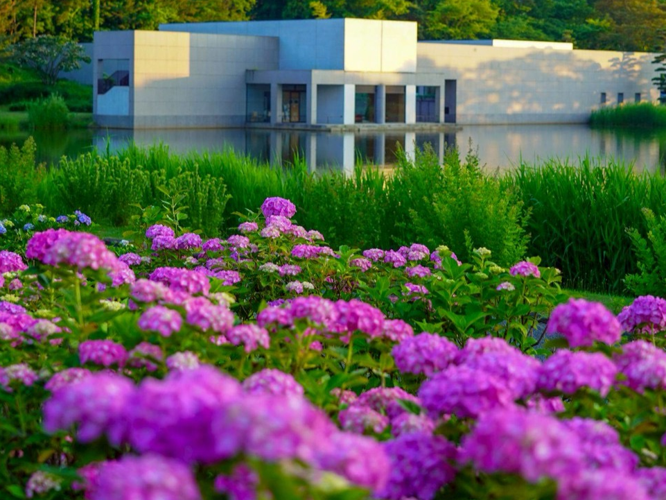 飯森山公園（紫陽花 見頃６月下旬～７月上旬）
