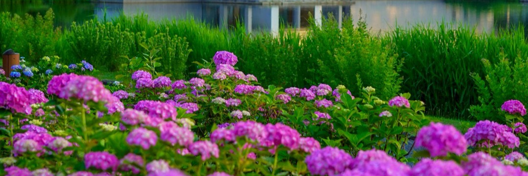 飯森山公園（紫陽花 見頃６月下旬～７月上旬）