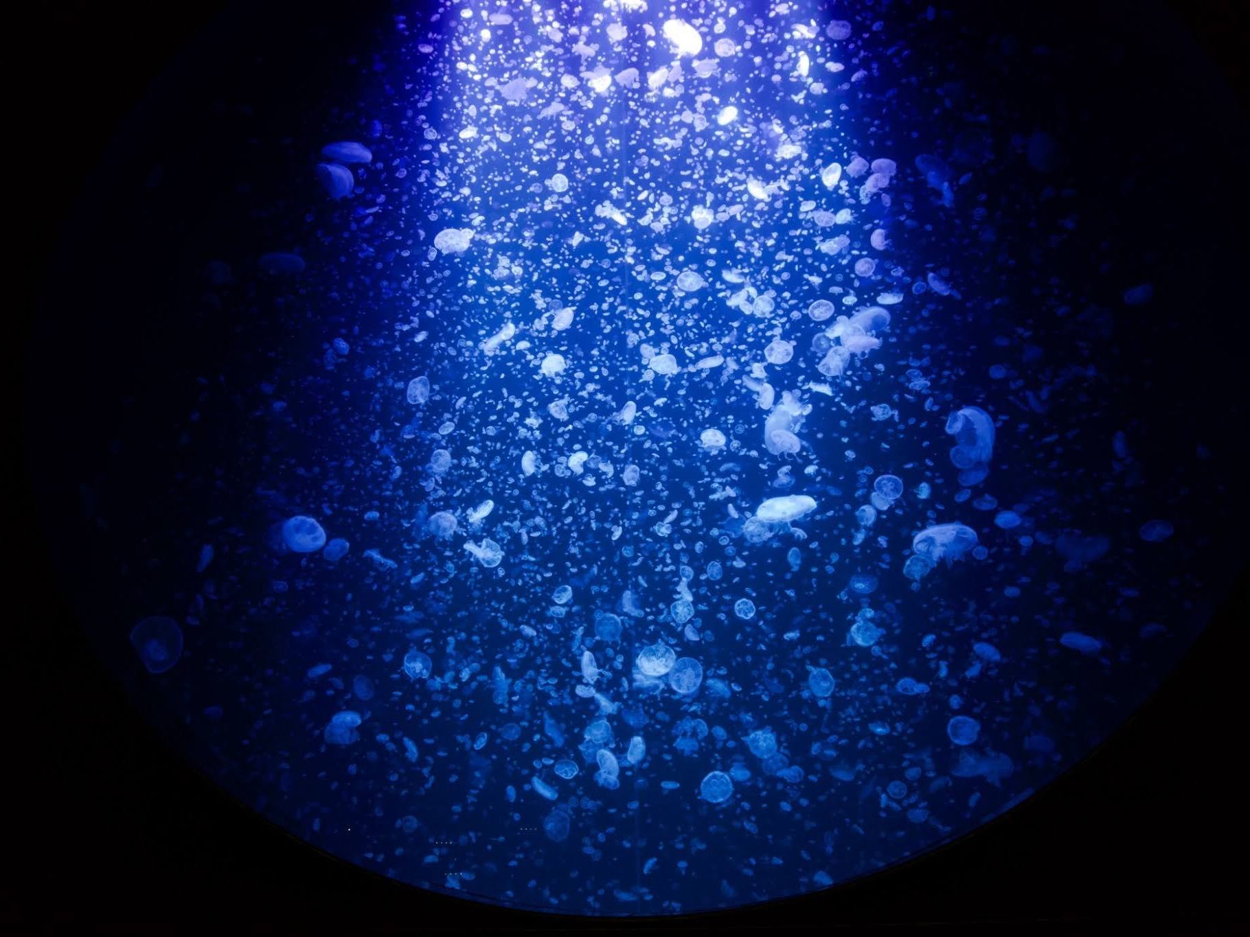 東北エプソンアクアリウムかもすい リニューアルオープン！