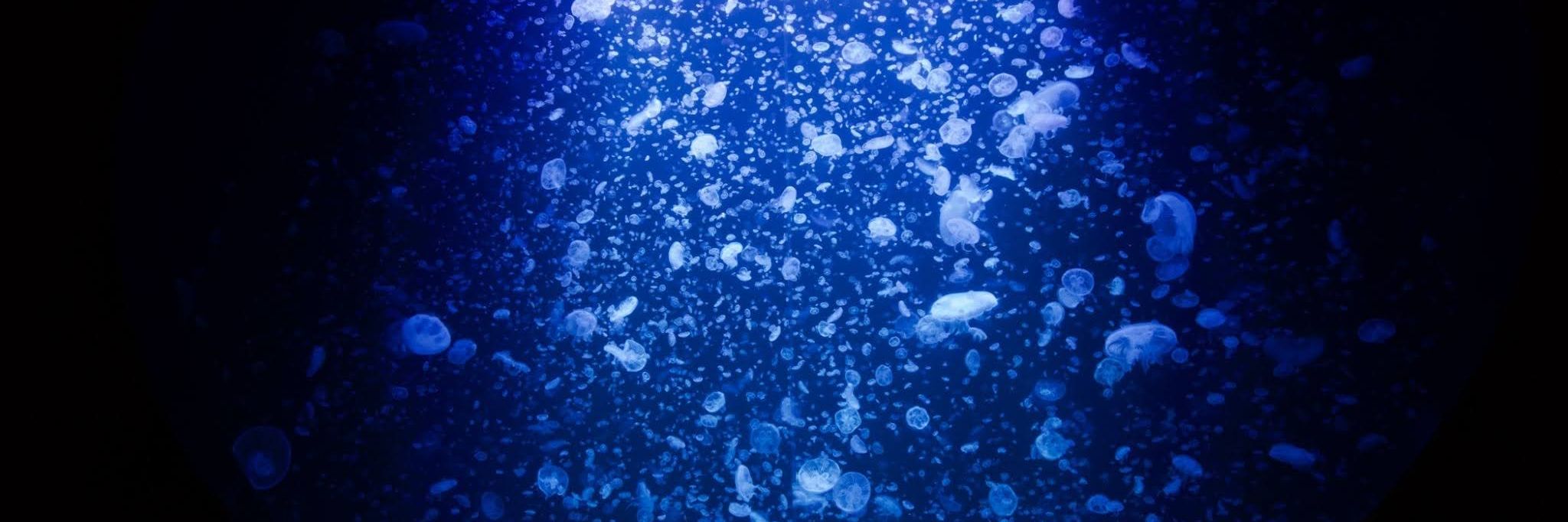 東北エプソンアクアリウムかもすい リニューアルオープン！