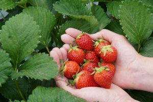 いちご狩り体験