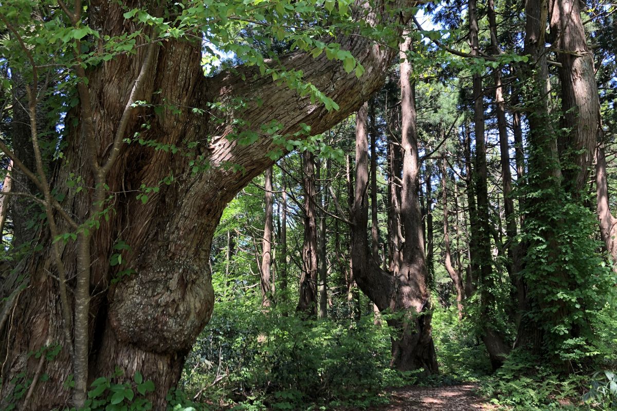 最上の秘境！樹齢千年以上の天然杉が群生する「幻想の森」で神秘の森林浴