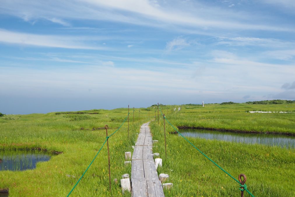 美しい高山植物に出会える月山八合目弥陀ヶ原ガイドツアー