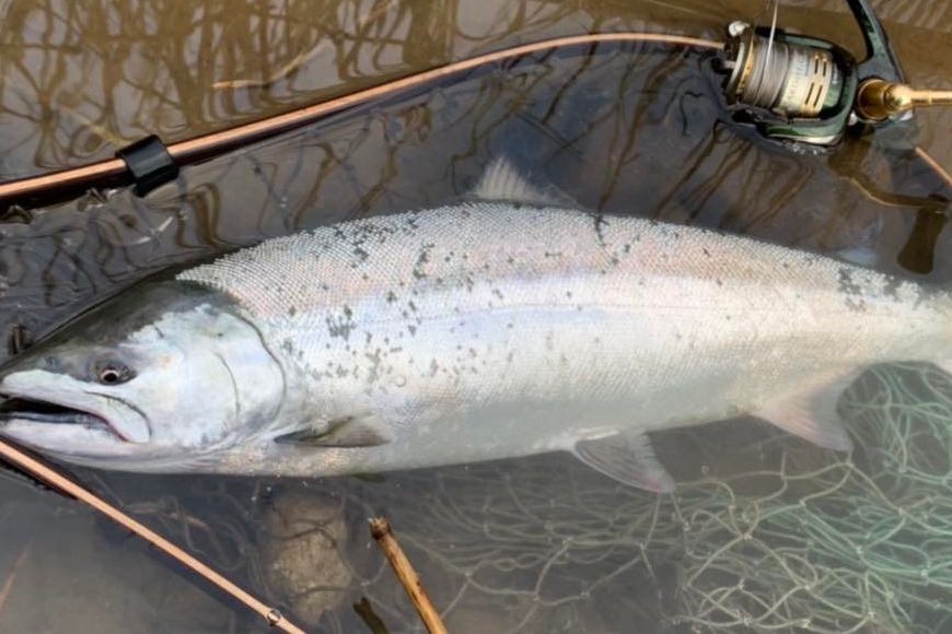 庄内に春の到来を告げる県魚「サクラマス」