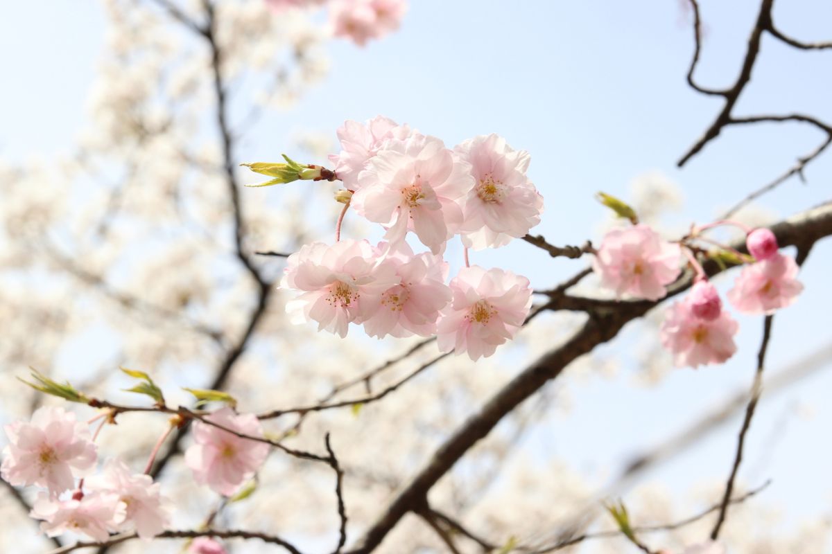 春を満喫♪桜の名所