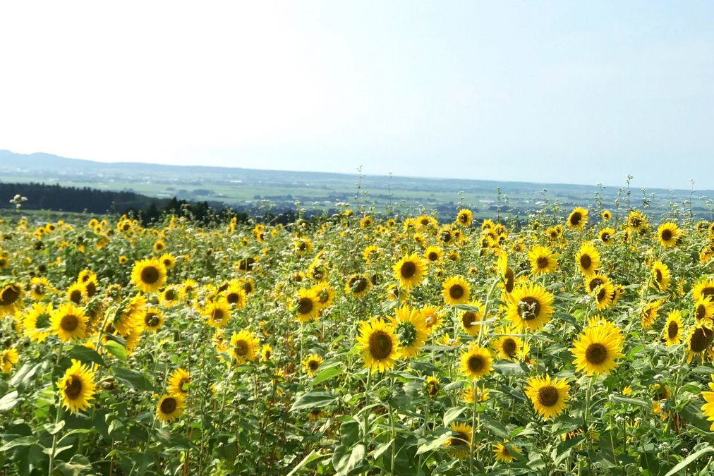 教えたい夏の庄内インスタグラムフォトコンテスト