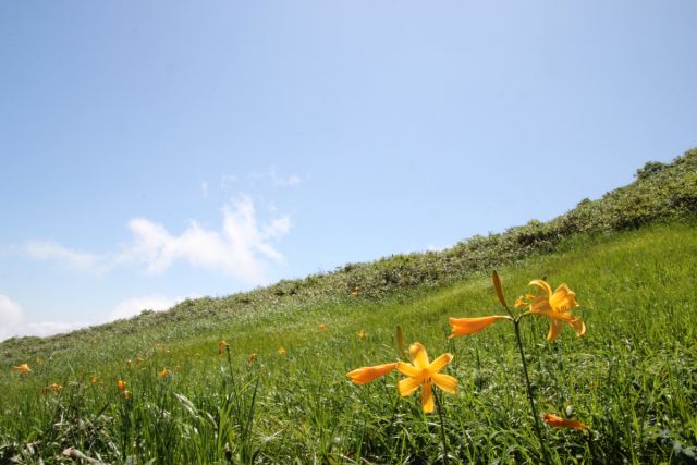 咲き乱れる花々についてもっと知りたいなら月山八合目弥陀ヶ原ガイド