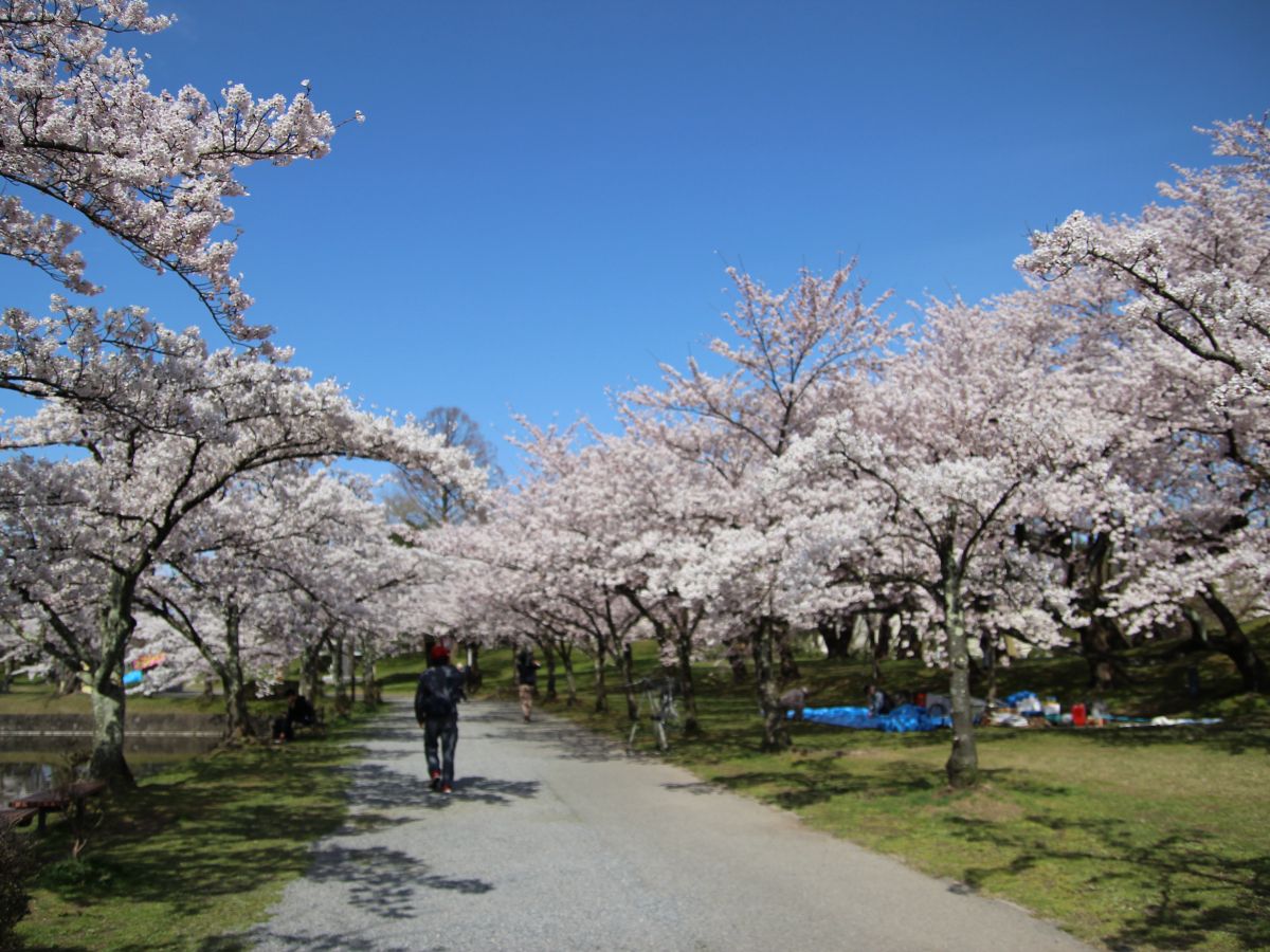 遊びに 散歩に 庄内 戸沢エリアの公園14選 旅の特集 やまがた庄内観光サイト 山形県庄内エリアの観光 旅行情報