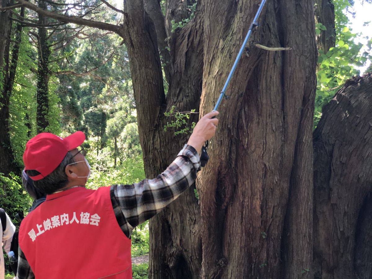 最上の秘境 樹齢千年以上の天然杉が群生する 幻想の森 で神秘の森林浴 旅の特集 やまがた庄内観光サイト 山形県庄内エリアの観光 旅行情報