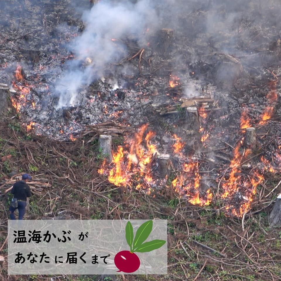 食の都庄内シリーズ 温海かぶがあなたに届くまで 旅の特集 やまがた庄内観光サイト 山形県庄内エリアの観光 旅行情報