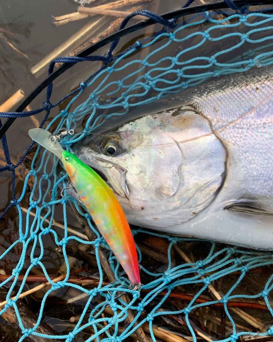 庄内に春の到来を告げる県魚 サクラマス 旅の特集 やまがた庄内観光サイト 山形県庄内エリアの観光 旅行情報